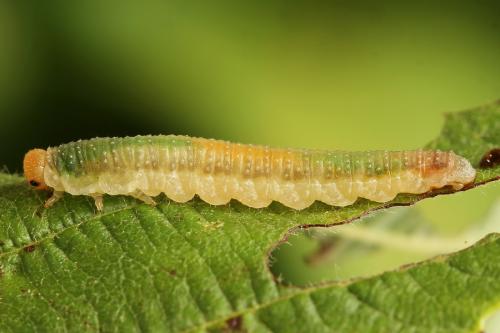 Réf. 223 179 : Nematinus fuscipennis